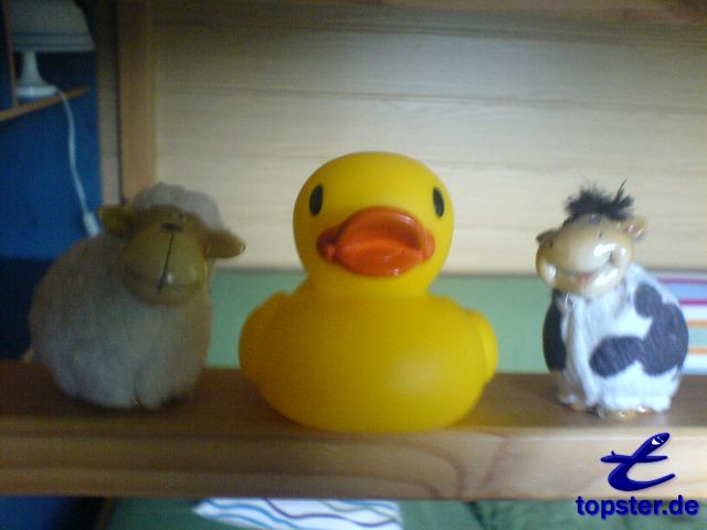 Может я представить, корова точки и овцы шерсть