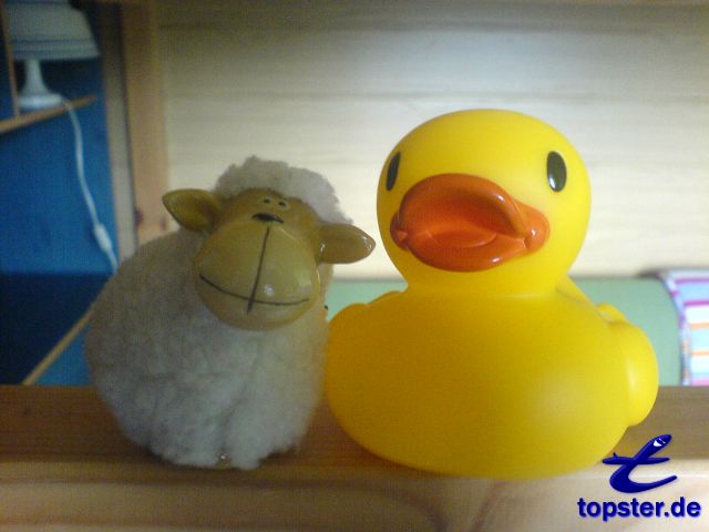 Я и мой маленький овечья шерсть