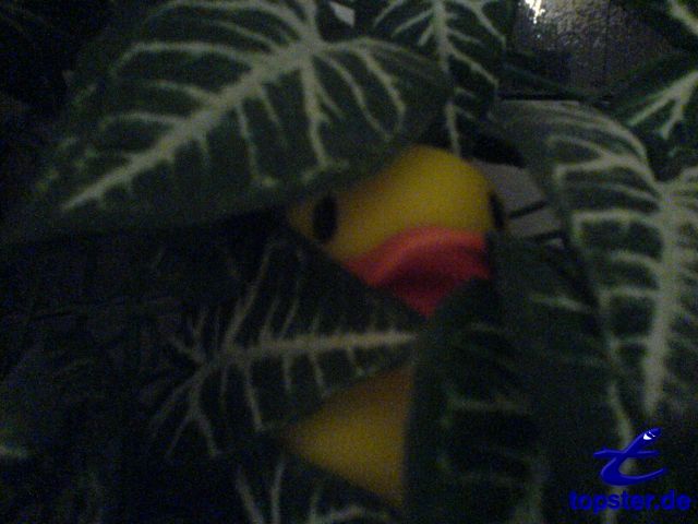 Я в опасных джунглях