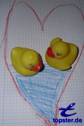 Утка любовь