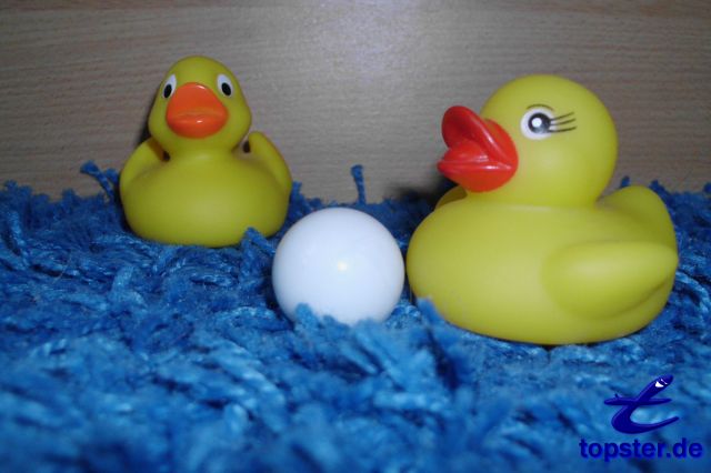 Утка играть в гольф