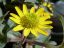 Желтый цветок