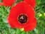 Цветок мака