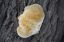 Пена грибы