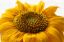Подсолнечник