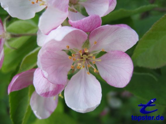 Яблоневый цвет