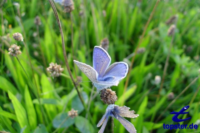 Голубая бабочка на травинку