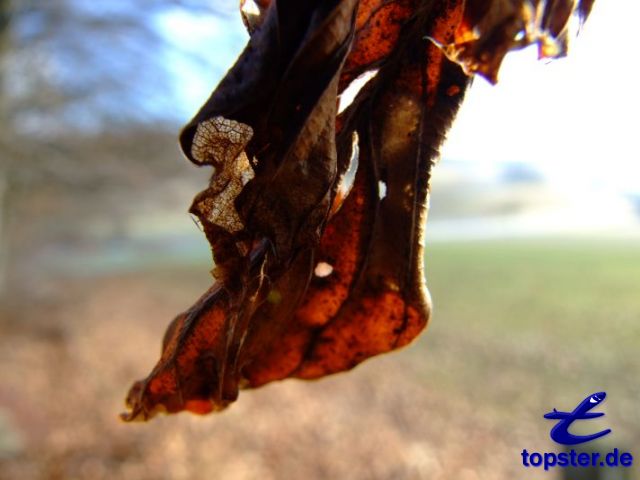 Листья осенью