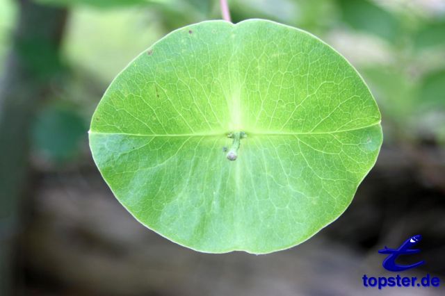 Лист в форме губ