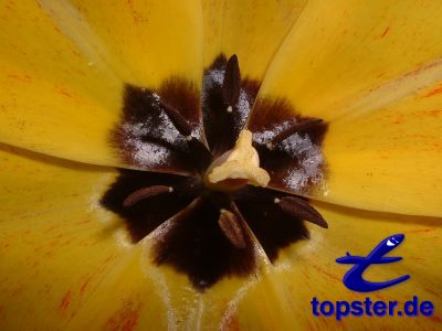 Столетний юбилей