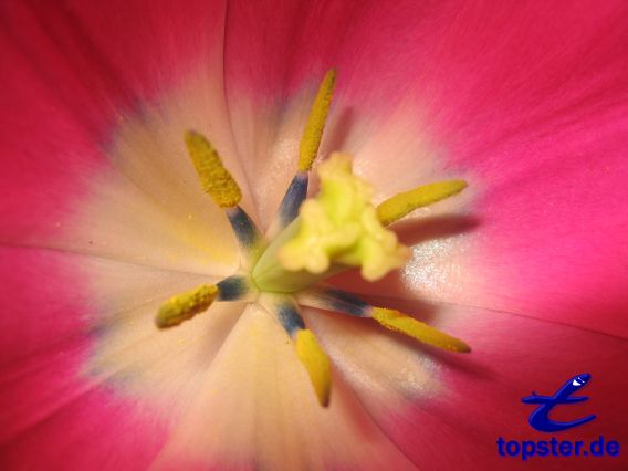 Тюльпан Цветок штамп