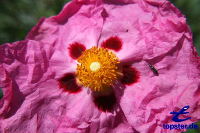 Жители цветок