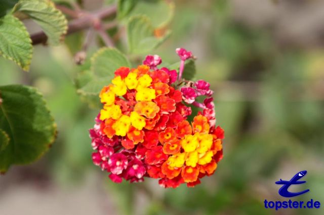 Красочные цветы