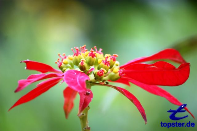 Красочный цветок на Мальте