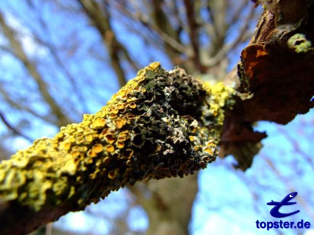 Рост лишайников на ветке дерева