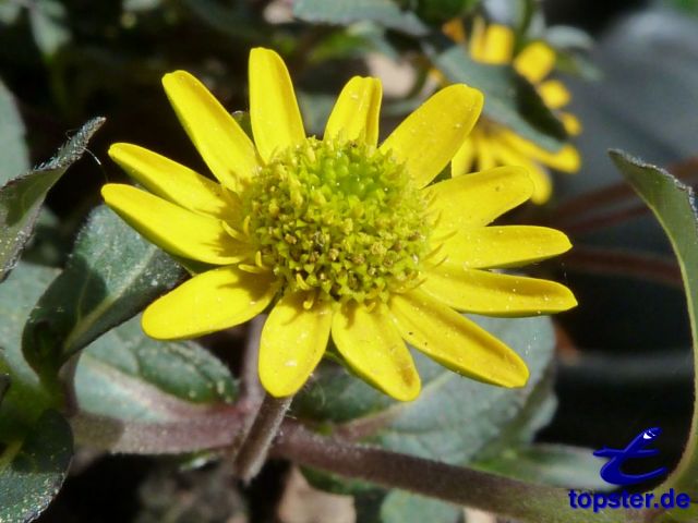 Желтый цветок