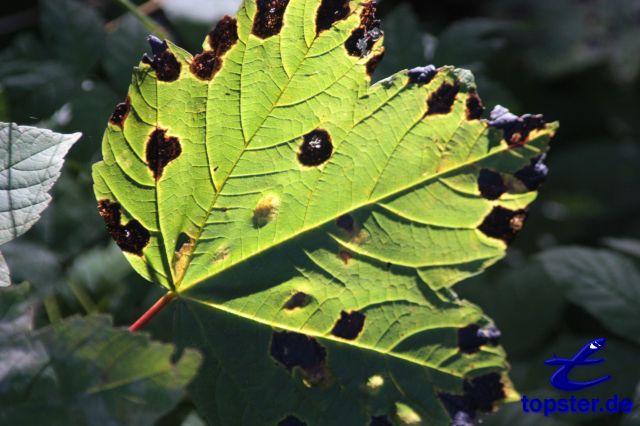 Осенний лист