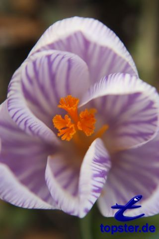 Фиолетовые крокусы