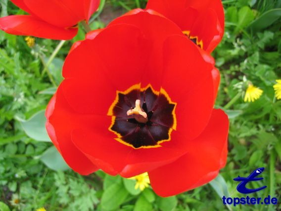 Цветок мака