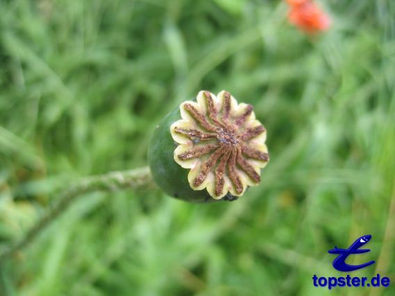 Цветок мака (Ядро)