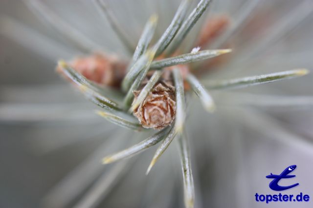 РПИ иглы филиал