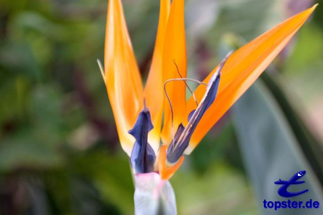 Попугай цветок