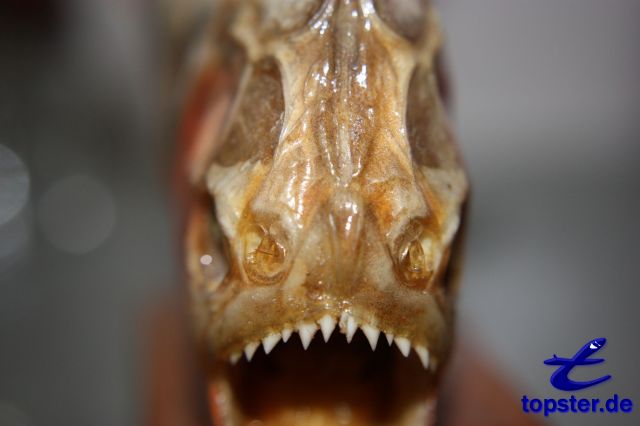 Пиранья с фронта