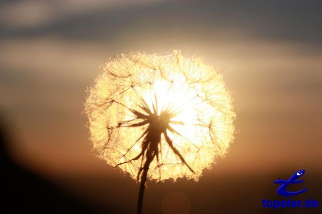 Освещенные цветок