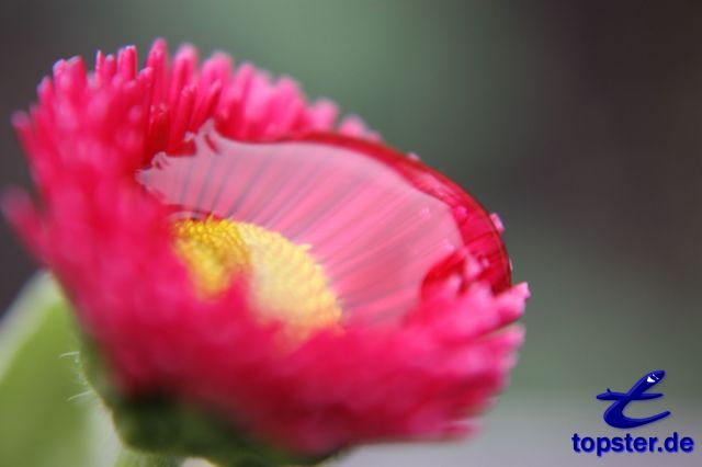 Дейзи Роб Рой с водой