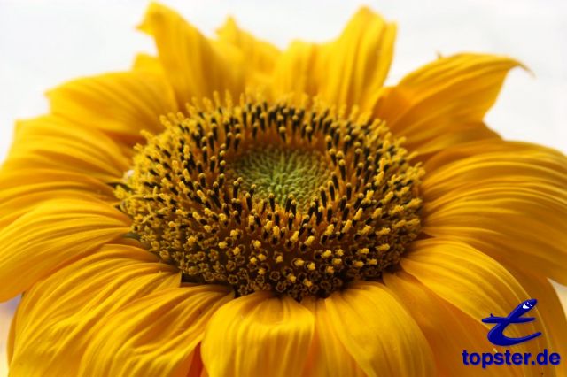 Подсолнечник