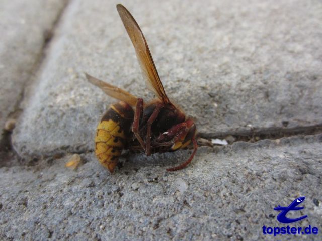 Мертвых оса