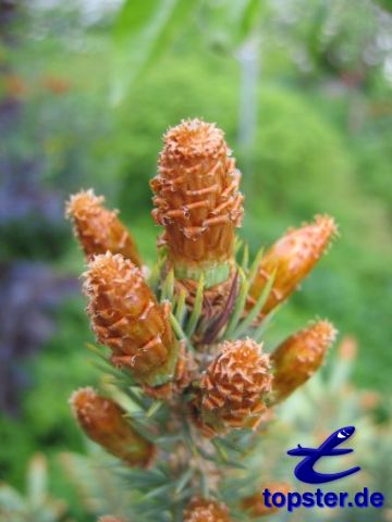 Новый диск ель