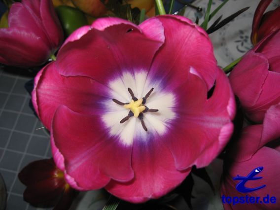 Тюльпан Топ