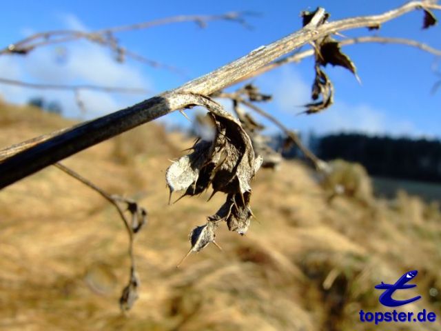 Увядшие растения