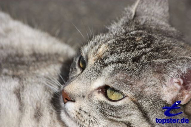 Мечтательный вид кошки