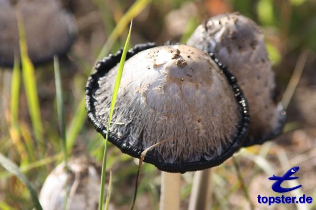 Дикий белый гриб