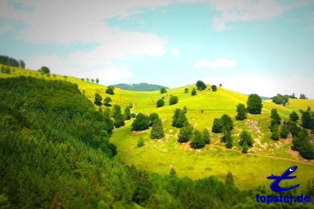 Деревья на горе