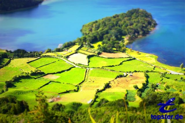 Зеленые поля